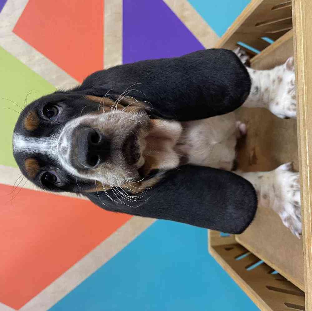 carousel pet images