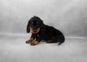 Mini Dachshund