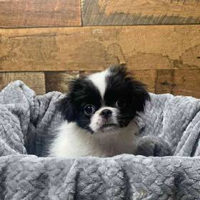 Japanese Chin