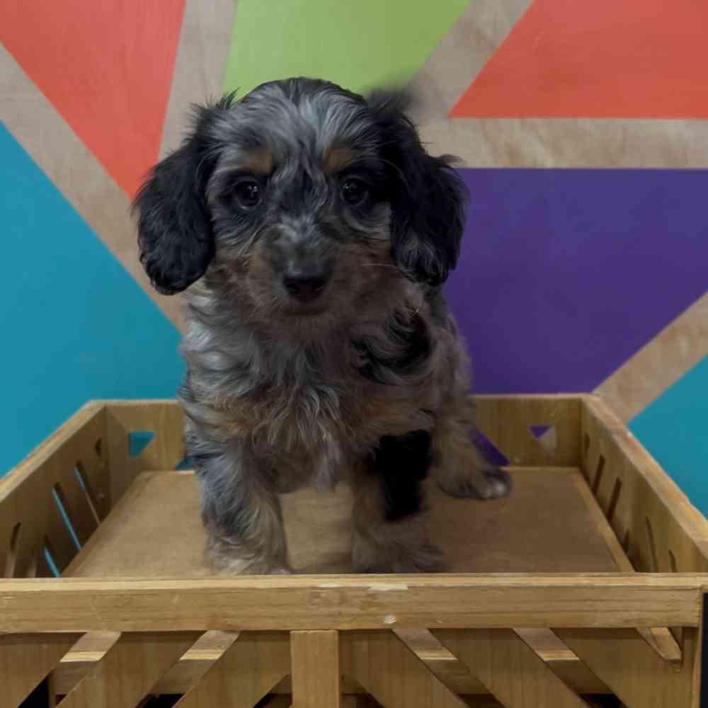 Image of a pet breed in the gallery
