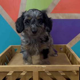 Doxie-Poo