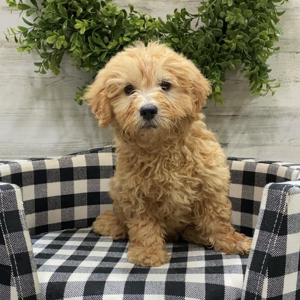 Female Mini Goldendoodle Puppy for sale