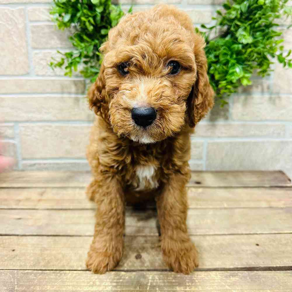 carousel pet images