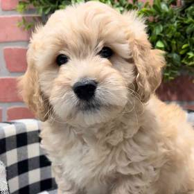 Mini Goldendoodle