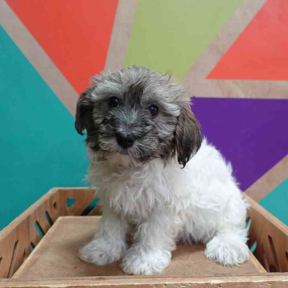 Image of a pet breed in the gallery