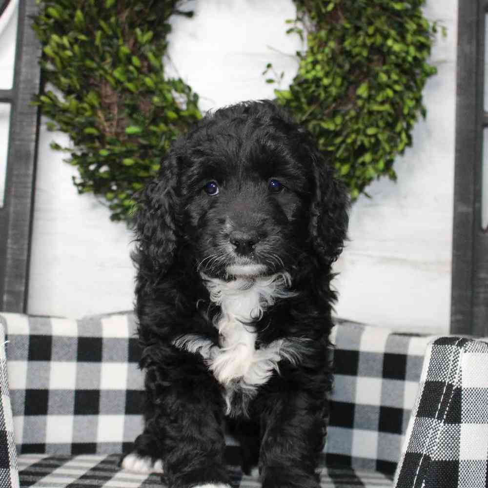 carousel pet images