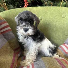 Mini Schnauzer