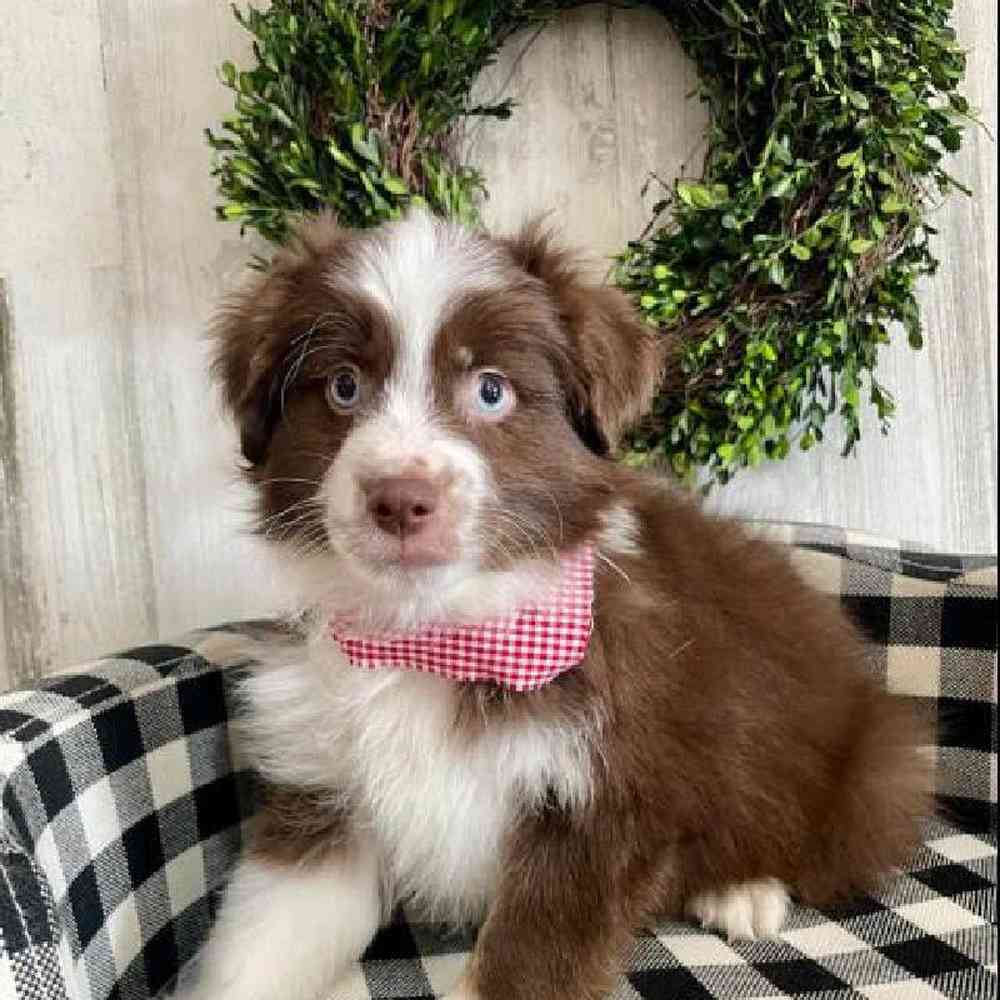 Male Mini Aussie Puppy for sale