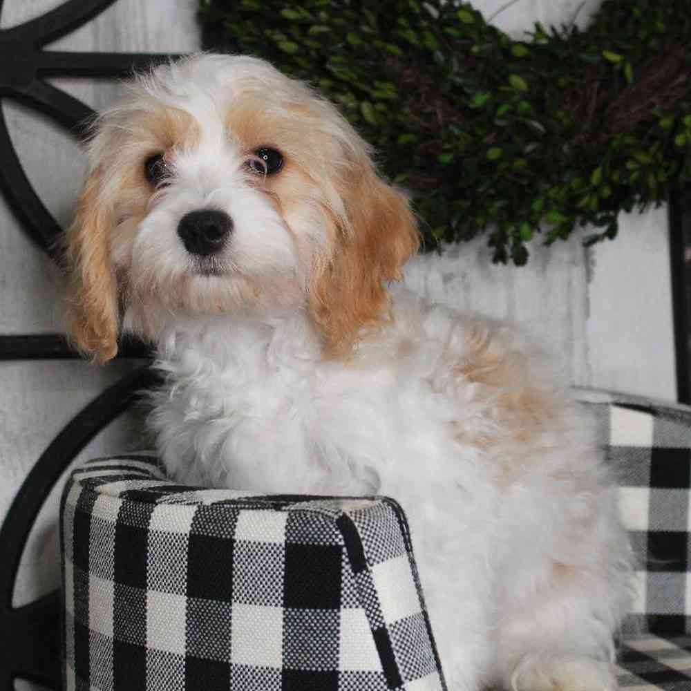 Female Cavachon Puppy for sale