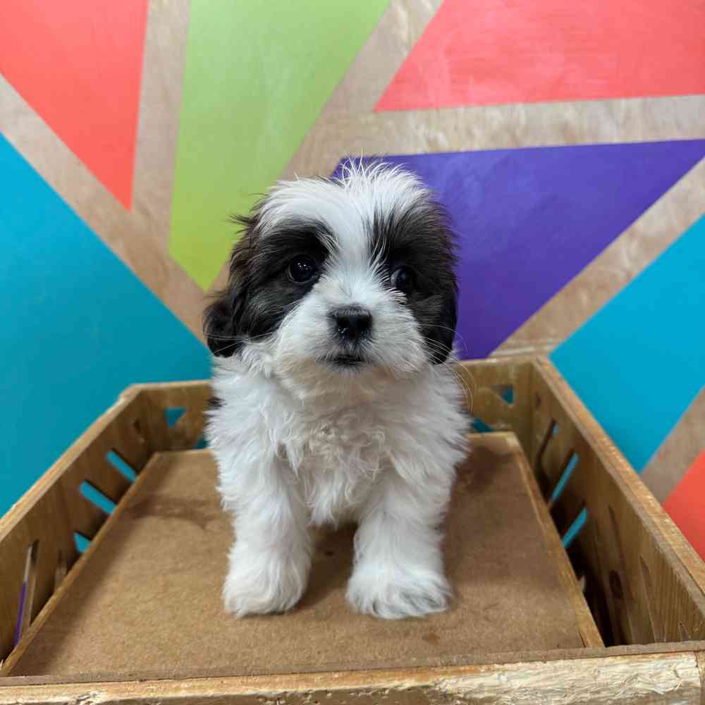 Image of a pet breed in the gallery