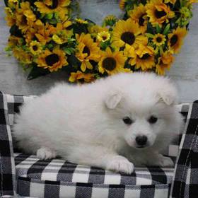 American Eskimo