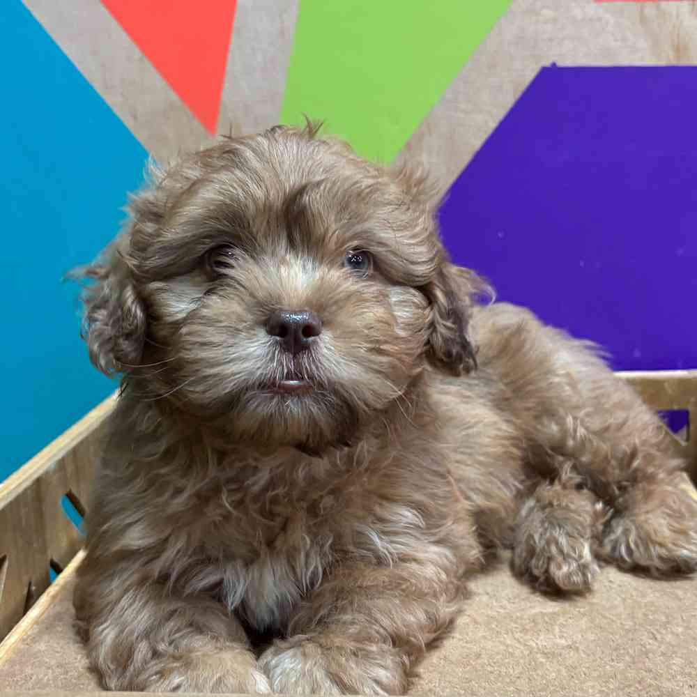 carousel pet images