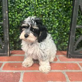 Cockapoo