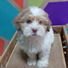 Shih-Poo