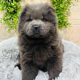 Chow Chow