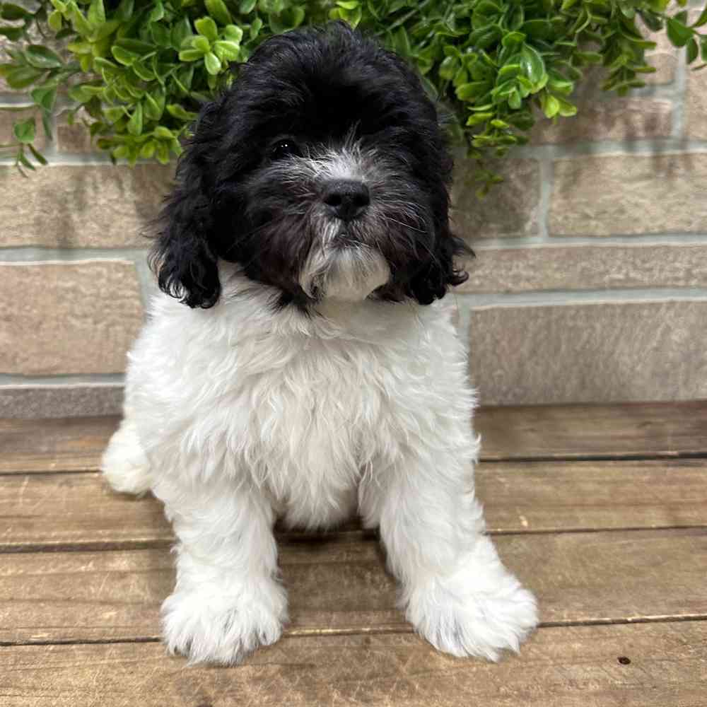 carousel pet images