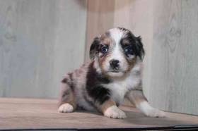 Mini Aussie