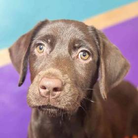 Labrador Retriever