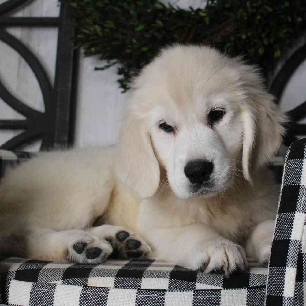 Female Golden Retriever Puppy for sale