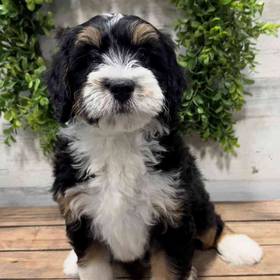 Mini Bernedoodle