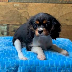 Cavalier King Charles Spaniel