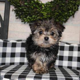 Morkie