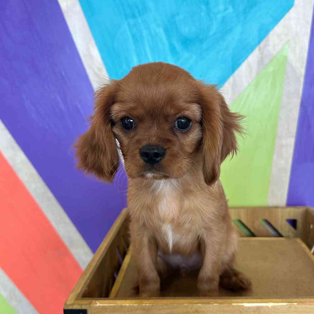 carousel pet images