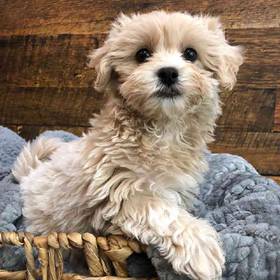 Maltipoo