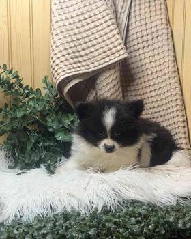 Pomeranian