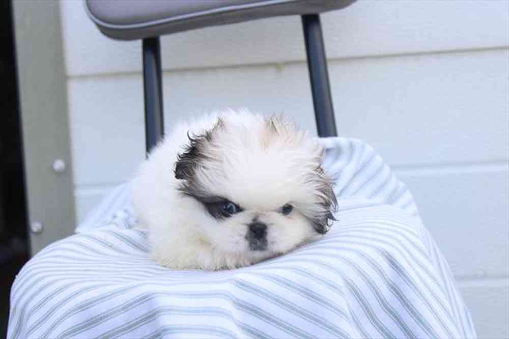 carousel pet images