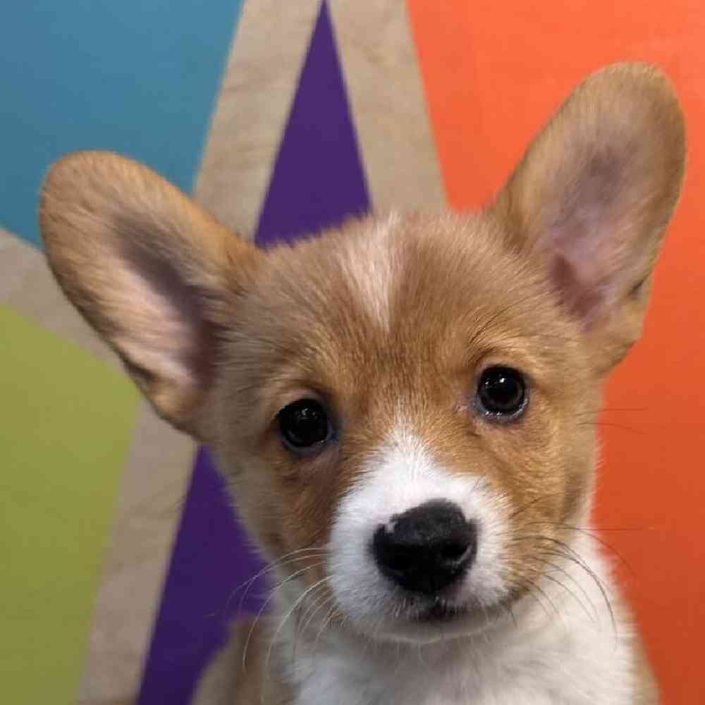 carousel pet images