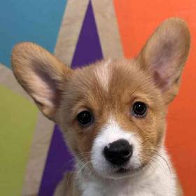 Pembroke Welsh Corgi