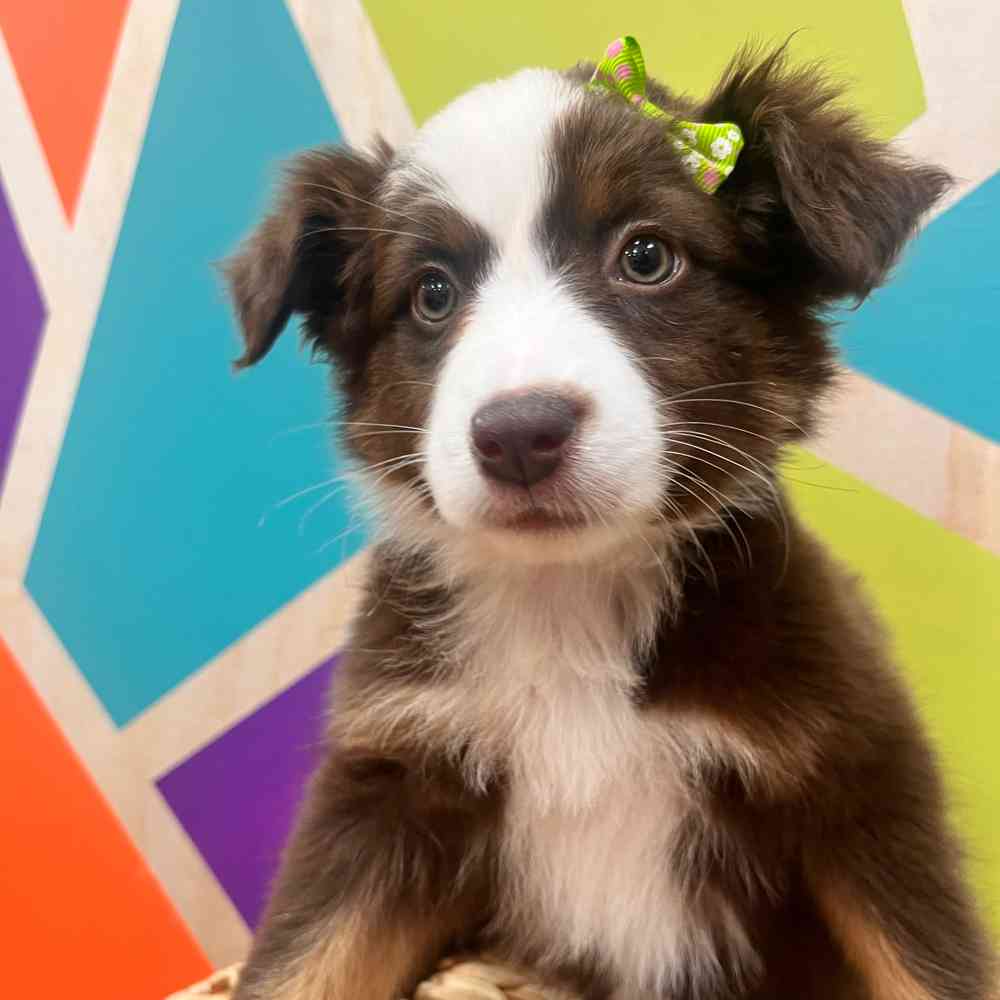 carousel pet images