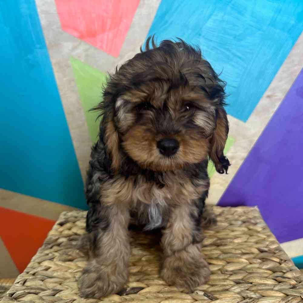 Image of a pet breed in the gallery