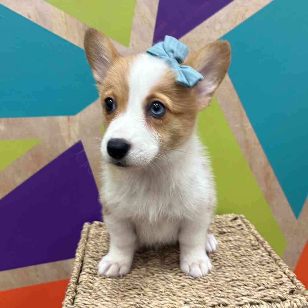 carousel pet images