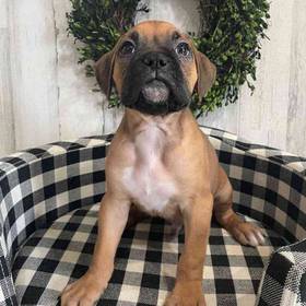 Boxer