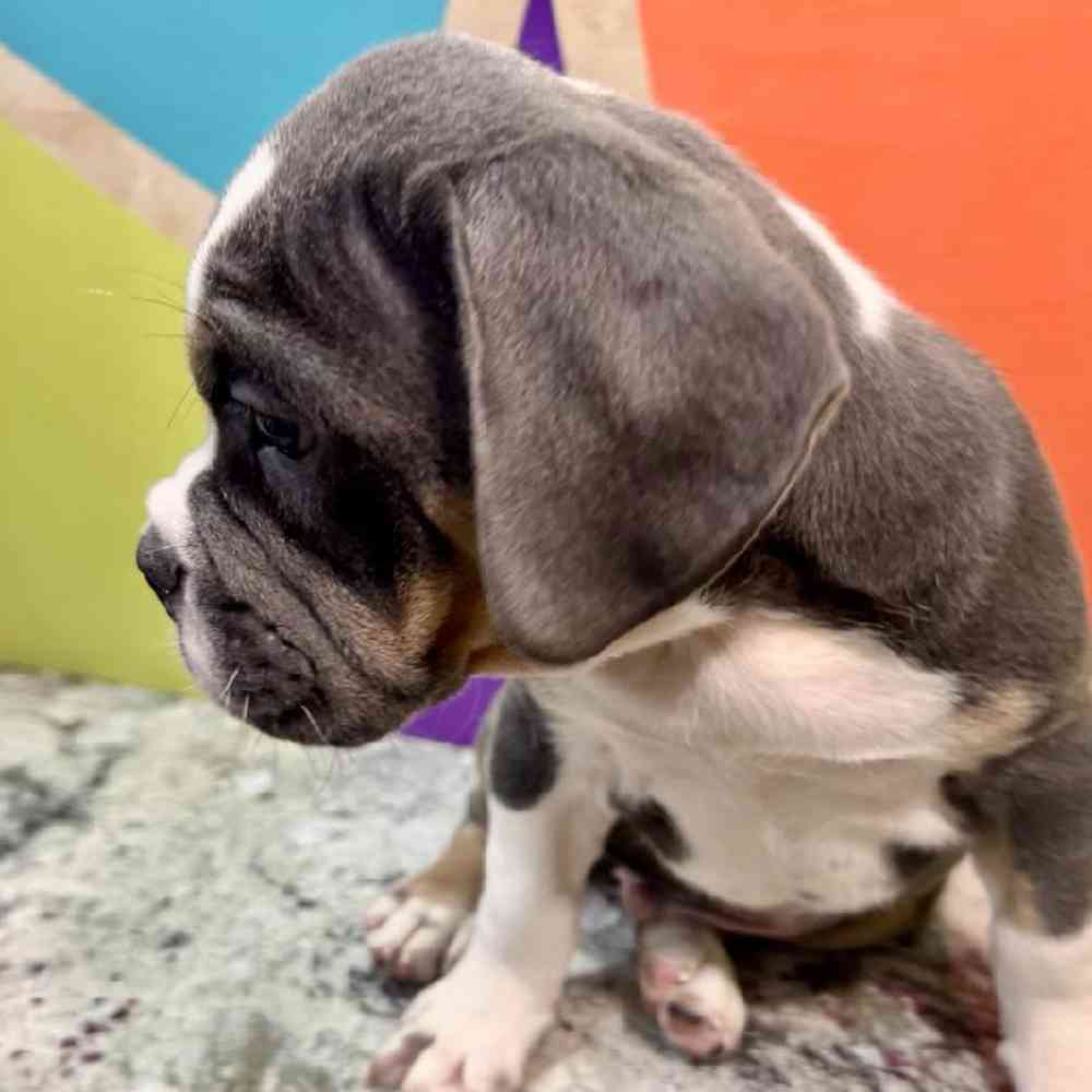 carousel pet images