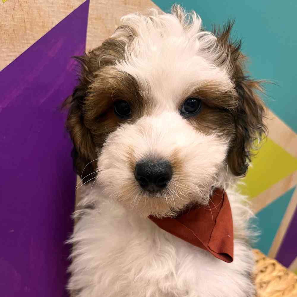 carousel pet images