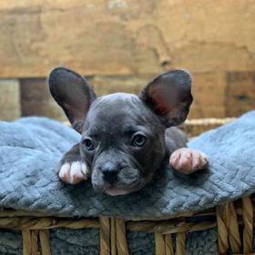 French Bulldog