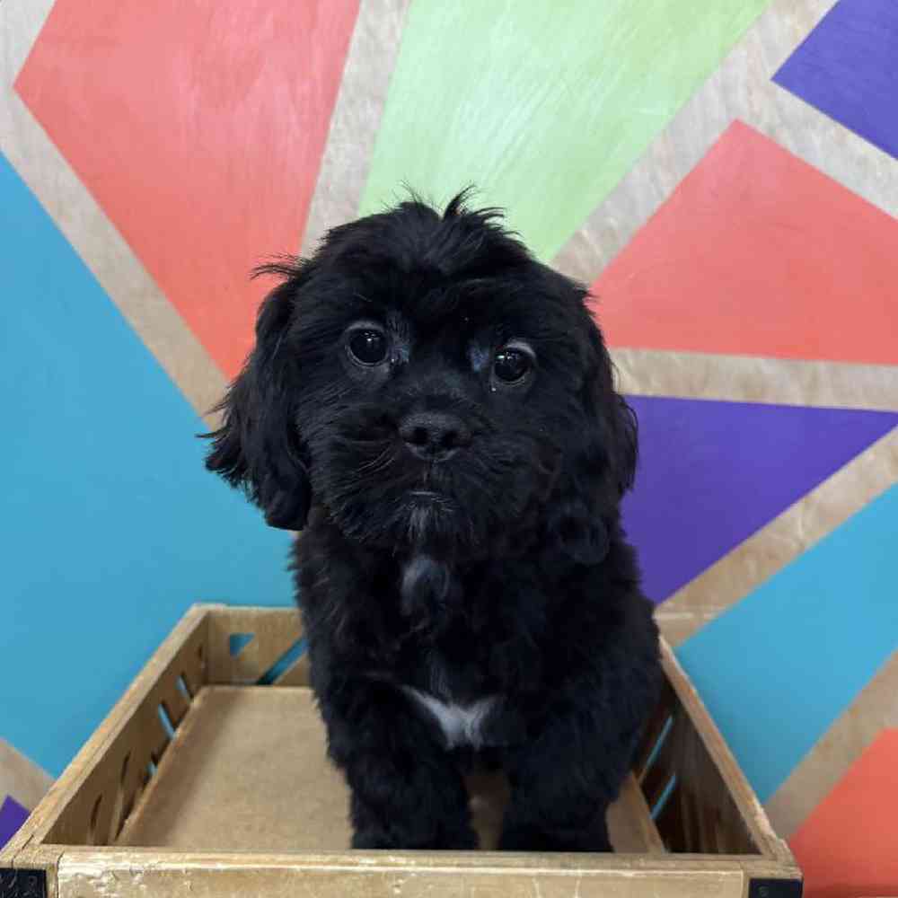 carousel pet images