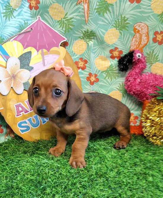 Dachshund