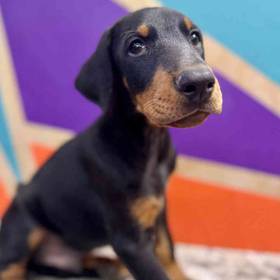 Doberman Pinscher