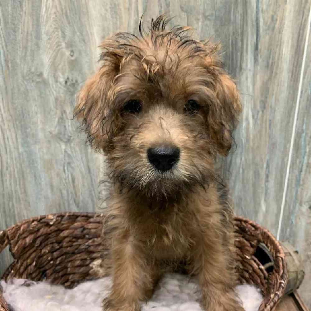 carousel pet images