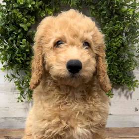 Mini Goldendoodle