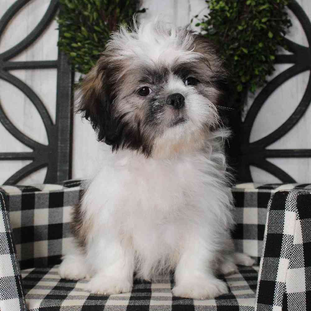 Male Shih Tzu Puppy for sale