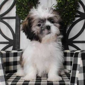 Shih Tzu