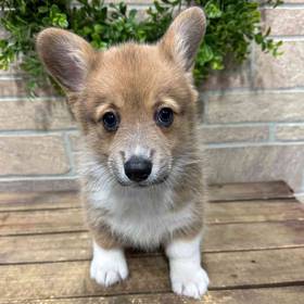 Pembroke Welsh Corgi