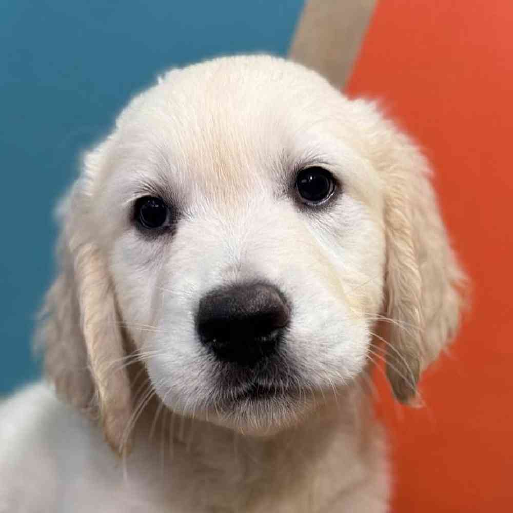 Image of a pet breed in the gallery