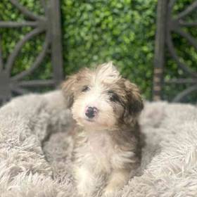 Mini Aussiedoodle