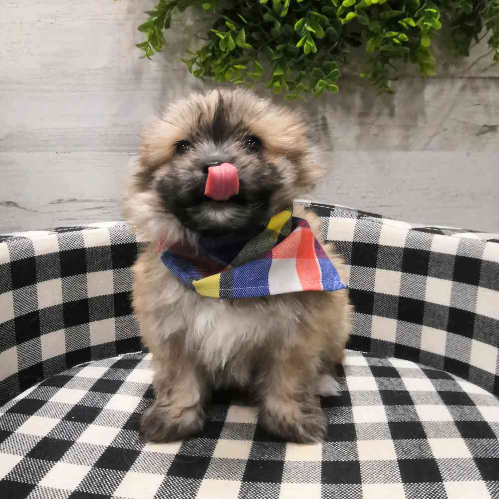 carousel pet images